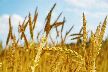 bio_dinkel_feld